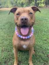 Load image into Gallery viewer, Pretty Princess Acrylic Bead Collar