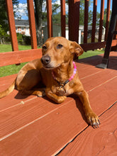 Load image into Gallery viewer, Pink Sugar MINI [Small Dog/Cat Bead Collar]