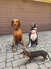 Load image into Gallery viewer, Reggae Stripes Bead Collar