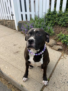 Cosmic Frost Bead Collar