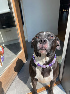 Cosmic Frost Bead Collar