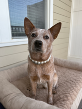 Load image into Gallery viewer, Classic White Pearls Acrylic Bead Collar