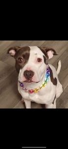 Rainbow Jellyfish 🌈 Acrylic Bead Collar [SALE]