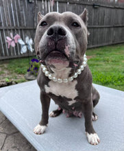 Load image into Gallery viewer, Classic White Pearls Acrylic Bead Collar [SALE]