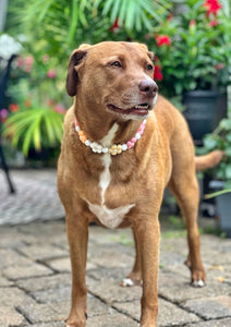 🌼 Vintage Daisies 🌼 Silicone Bead Collar