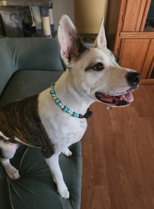 Medium Turquoise Bead Collar