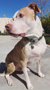 Lava Rock Bead Collar