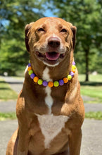 Load image into Gallery viewer, Mystery Machine Acrylic Bead Collar