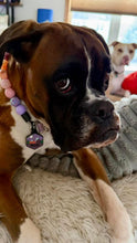 Load image into Gallery viewer, Citrus Berry Glam Bead Collar