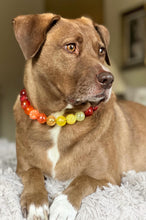 Load image into Gallery viewer, Golden Sunset Bead Collar