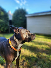 Load image into Gallery viewer, Autumn Leaves 🍂 Bead Collar