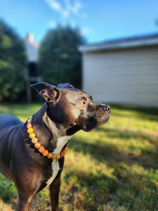 Autumn Leaves 🍂 Bead Collar