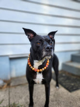 Load image into Gallery viewer, Autumn Leaves 🍂 Bead Collar