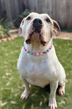 Load image into Gallery viewer, Daisies Glam 🌼 Bead Collar
