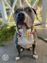 Load image into Gallery viewer, Citrus Sunrise Bead Collar