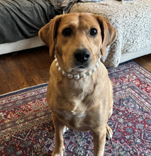 Load image into Gallery viewer, Classic White Pearls Acrylic Bead Collar