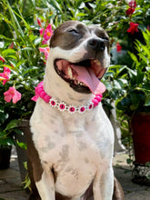 Load image into Gallery viewer, Electric Pink Acrylic Bead Collar