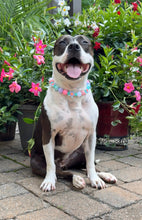 Load image into Gallery viewer, Miami Star ⭐️ Bead Collar