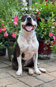 Miami Star ⭐️ Bead Collar