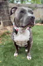 Load image into Gallery viewer, Pink Frosty ⛄️ Bead Collar