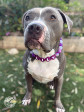 Load image into Gallery viewer, PERSONALIZED Purple Glitter Supernova Bead Collar