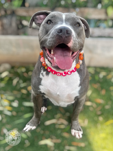 Load image into Gallery viewer, PERSONALIZED Orange Glitter Supernova Bead Collar