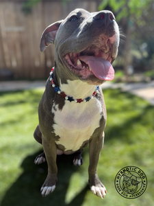 Stars & Pearls Bead Collar [Decorative Only]