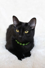 Load image into Gallery viewer, Citrus Green MINI Acrylic [Small Dog/Cat Bead Collar]
