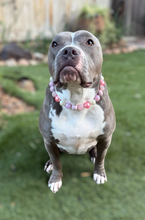Load image into Gallery viewer, Sweet Pea Bead Collar