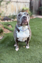 Load image into Gallery viewer, Psychedelic Acrylic Bead Collar