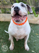Load image into Gallery viewer, Orange Ombre Acrylic Bead Collar