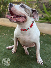 Load image into Gallery viewer, Red Cherry 🍒 Bead Collar