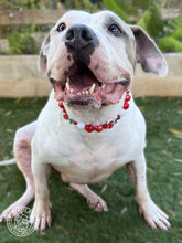 Load image into Gallery viewer, Red Cherry 🍒 Bead Collar