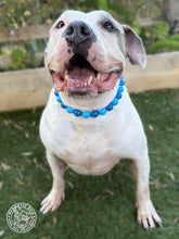 Load image into Gallery viewer, Blue Glow Bead Collar