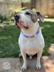 Purple Daisies Glam 🌼 Silicone Bead Collar