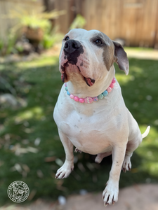 Cupcake Glitz Bead Collar