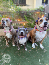 Load image into Gallery viewer, Sunset Sparkles Glam Bead Collar