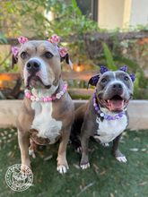 Load image into Gallery viewer, Purple Daisies Glam 🌼 Silicone Bead Collar