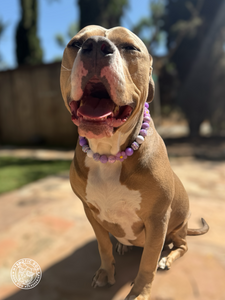 Purple Daisies Glam 🌼 Silicone Bead Collar