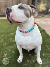 Load image into Gallery viewer, Rainbow Glitz 🌈 Bead Collar