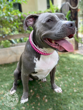 Load image into Gallery viewer, Strawberry Shortcake Triplo Pearl Acrylic Bead Collar