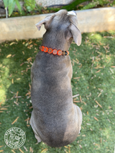 Load image into Gallery viewer, PERSONALIZED Jack O' Lantern Bead Collar