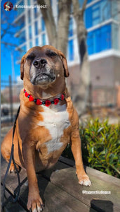 ♥️ Red & Black Sweetheart ♥️ Bead Collar