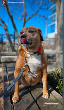 Load image into Gallery viewer, ♥️ Red &amp; Black Sweetheart ♥️ Bead Collar