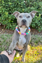 Load image into Gallery viewer, PERSONALIZED Candy Sweetheart Bead Collar