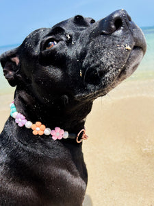 🟧 16" Slip On (Black O-Ring) 🌼 Multicolor Daisies 🌼 Silicone Bead Collar - PRE-MADE/FINAL SALE