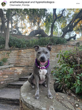 Load image into Gallery viewer, Electric Purple Acrylic Bead Collar