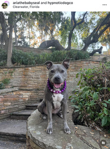 Electric Purple Acrylic Bead Collar
