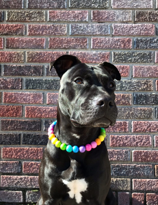 🟧 17" Slip On (Black O-Ring) Tropical Rainbow Acrylic Bead Collar - PRE-MADE/FINAL SALE