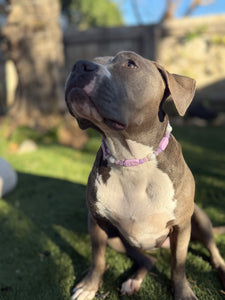 Lilac Rose Bead Collar